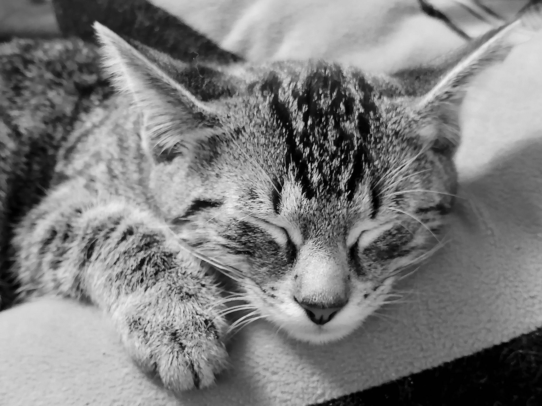 éros participe au concours pour gagner de l'argent avec cette photo : aegean_cat, asian, black_and_white, carnivore, cat, domestic_short_haired_cat, dragon_li, european_shorthair, eye, felidae, kitten, mammal, monochrome, monochrome_photography, photography, small_to_medium_sized_cats, snout, tabby_cat, whiskers, wild_cat