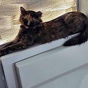 Missy is registered to the contest to win money with this photo: cat, tortoiseshell_cat, pet, feline, long_hair, fluffy, animal, window, windowsill, indoors, sunlight, relaxed, lying_down, stretching, tail, green_eyes, portrait, home, daylight, photography
