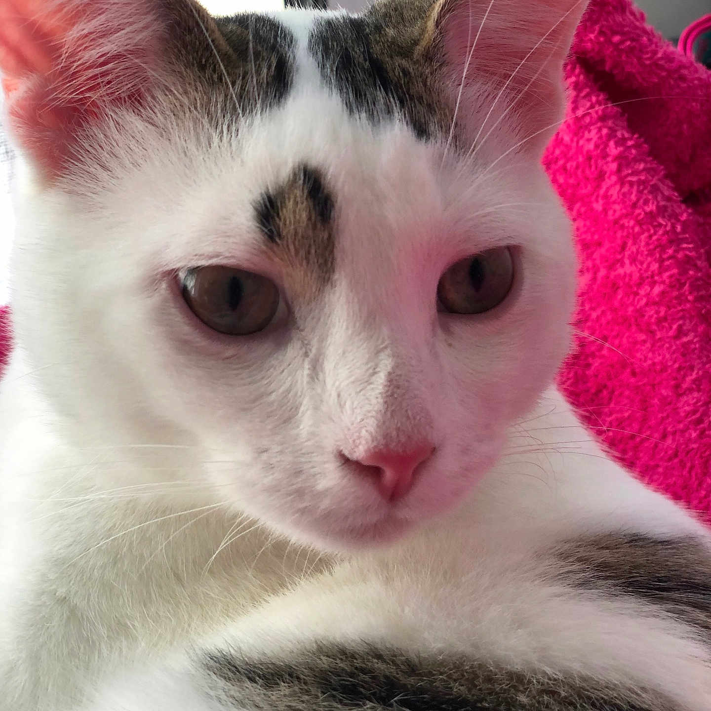 Meybo a rejoint le concours — aidez-le/la à gagner de superbes lots ! abyssinian, angora, animal, blanket, bodypart, cat, face, head, homedecor, indoors, kitten, manx, mouth, person, pet, photography, siamese, sleeping, towel, white
