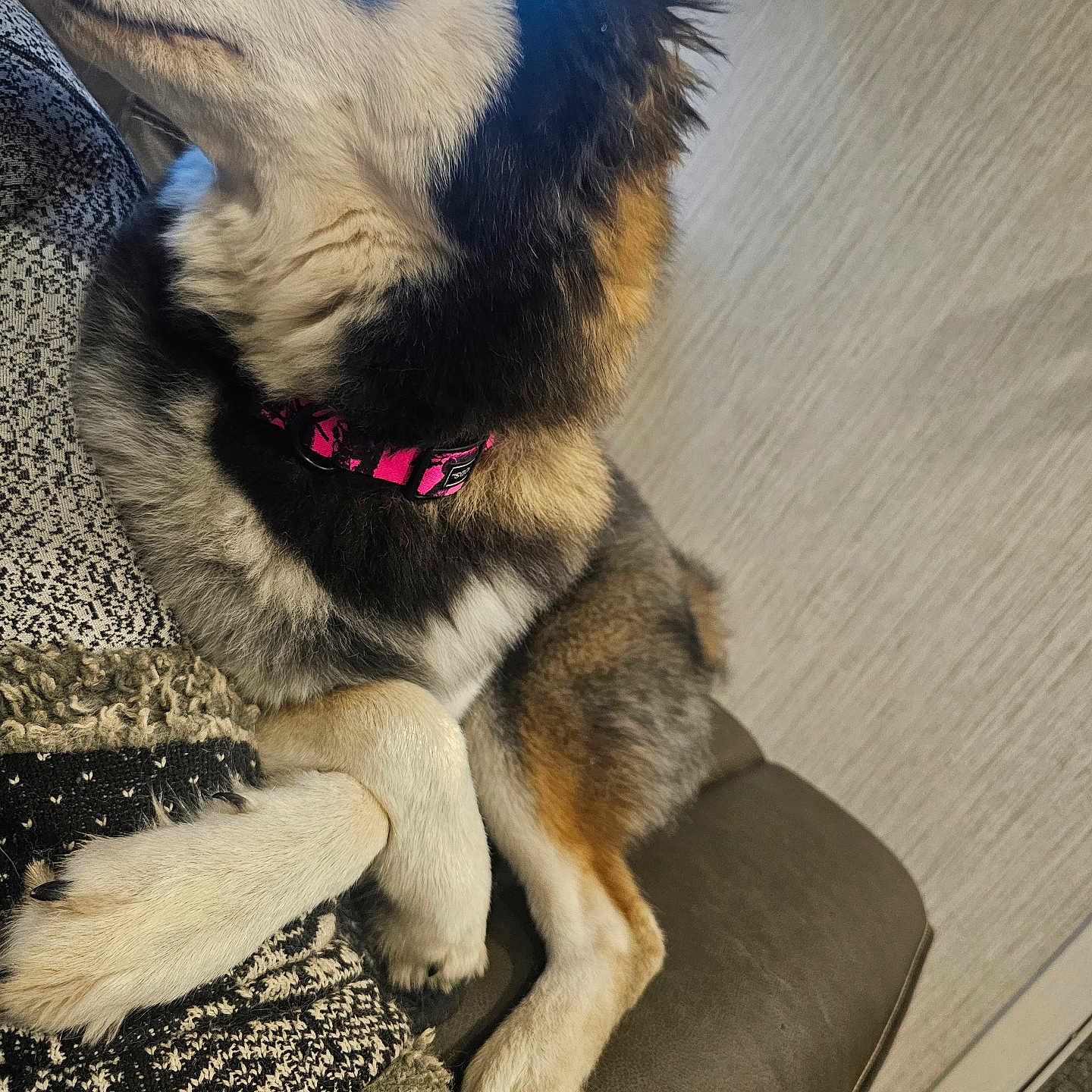 Nova