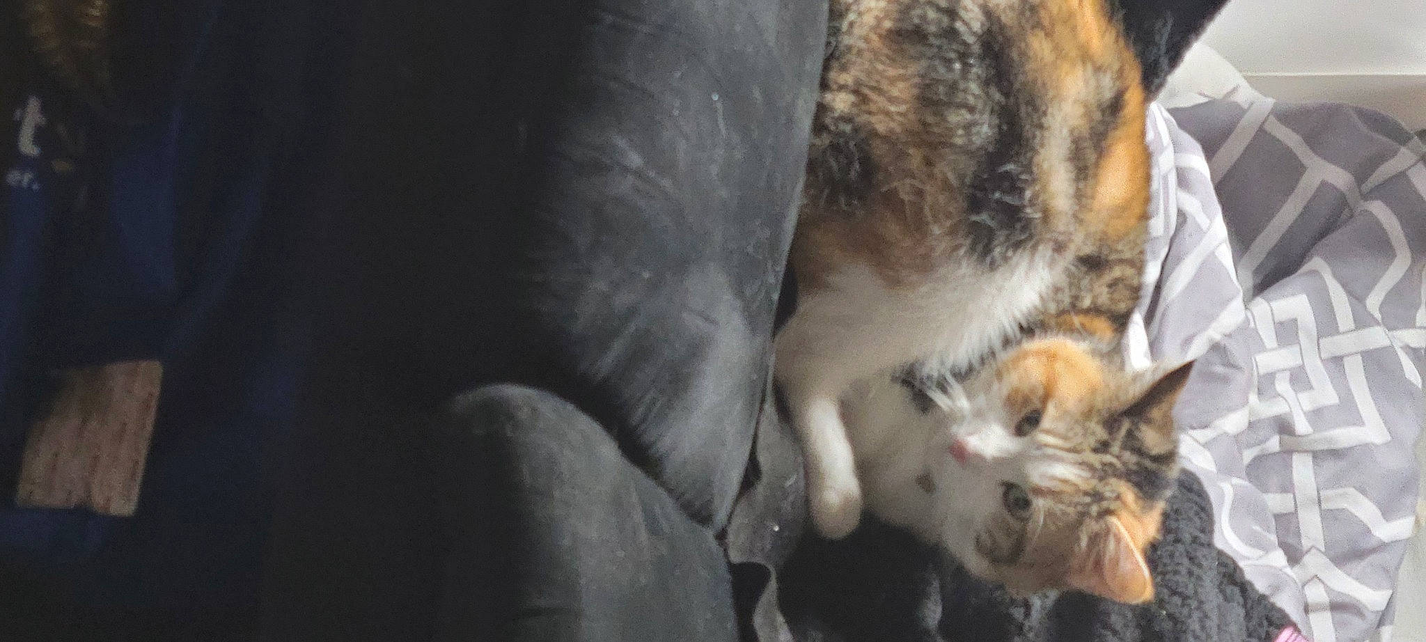 Lotus joined the competition — help win amazing prizes! carnivore, cat, claw, comfort, domestic_short_haired_cat, felidae, fur, paw, small_to_medium_sized_cats, tail, whiskers