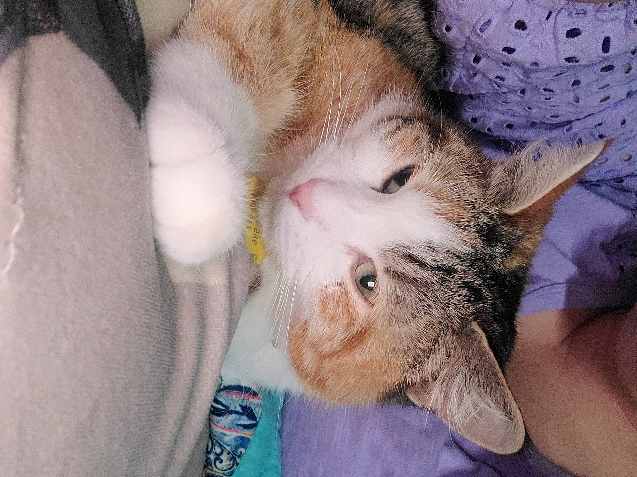 Lotus is registered to the contest to win money with this photo: beard, carnivore, cat, claw, comfort, domestic_short_haired_cat, ear, eyelash, fawn, felidae, fur, nail, nap, nose, pattern, paw, small_to_medium_sized_cats, snout, tail, whiskers