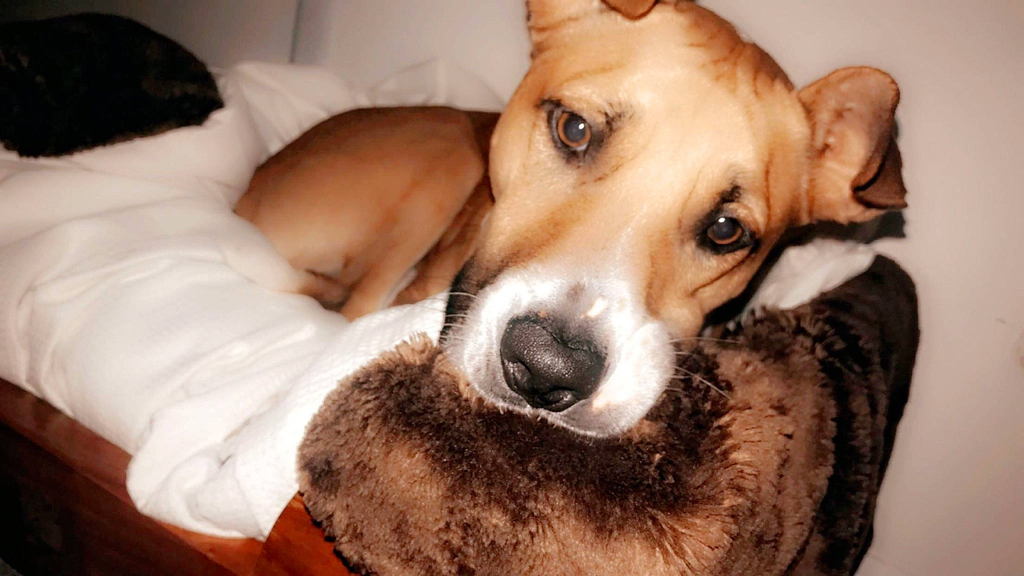 Piper joined the competition — help win amazing prizes! canidae, cardigan_welsh_corgi, carnivore, carolina_dog, companion_dog, dog, dog_breed, fawn, feist, lurcher, mammal, nose, potcake_dog, puppy_love, snout, street_dog, whiskers