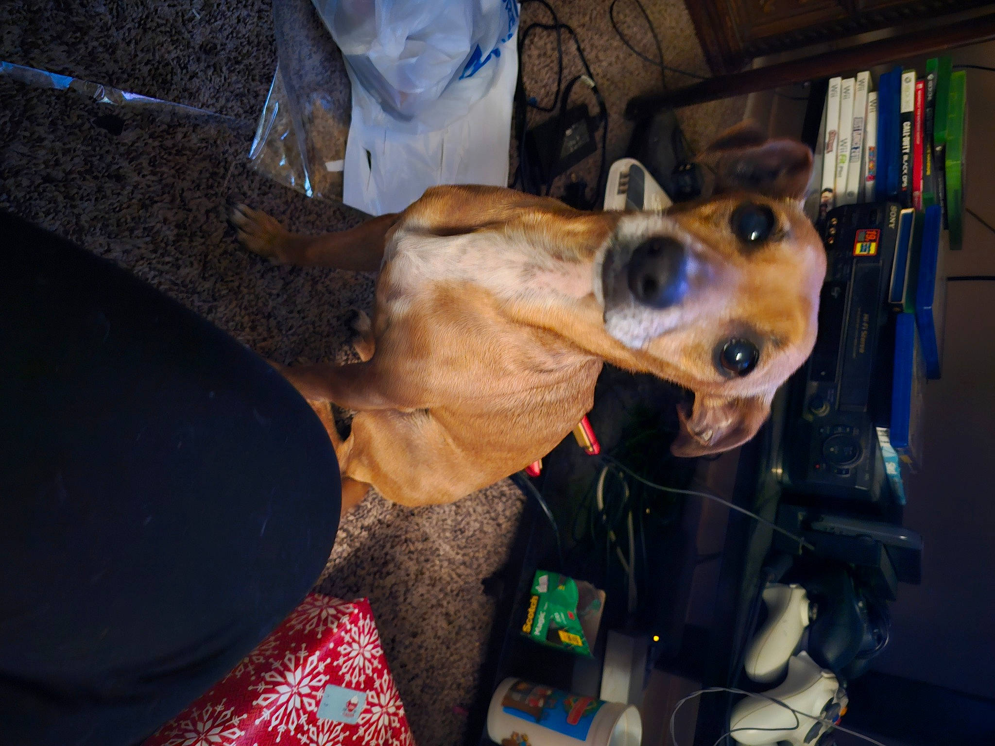 Roxy is registered to the contest to win money with this photo: bookcase, canidae, carnivore, collar, companion_dog, dog, dog_breed, dog_collar, ear, fawn, fun, fur, guard_dog, leash, picture_frame, shelf, sporting_group, vehicle_door, whiskers, working_animal