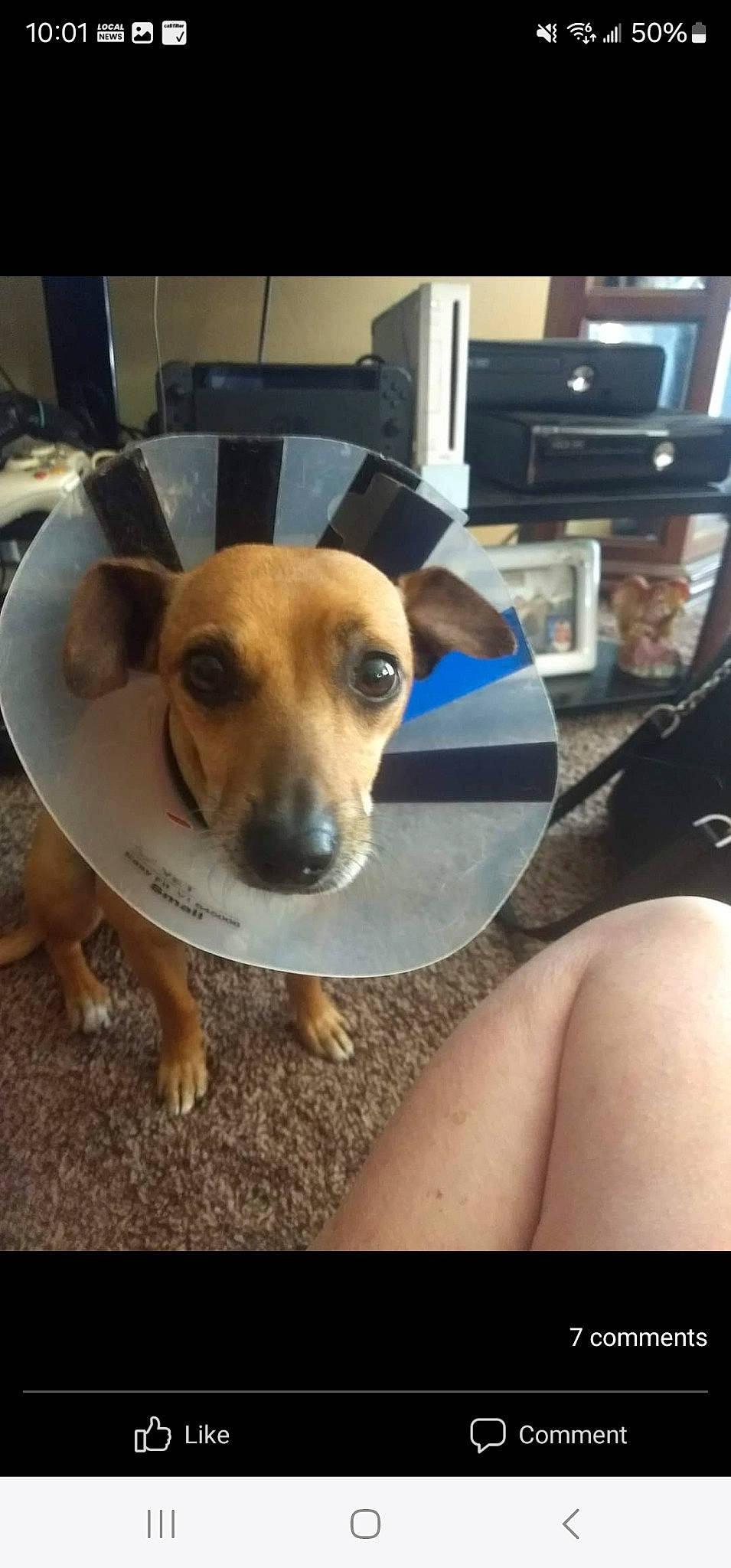 Roxy joined the competition — help win amazing prizes! carnivore, comfort, companion_dog, computer_keyboard, dog, dog_breed, fawn, flooring, human_leg, paw, photo_caption, sitting, snout, thigh, vehicle_door, whiskers, working_animal