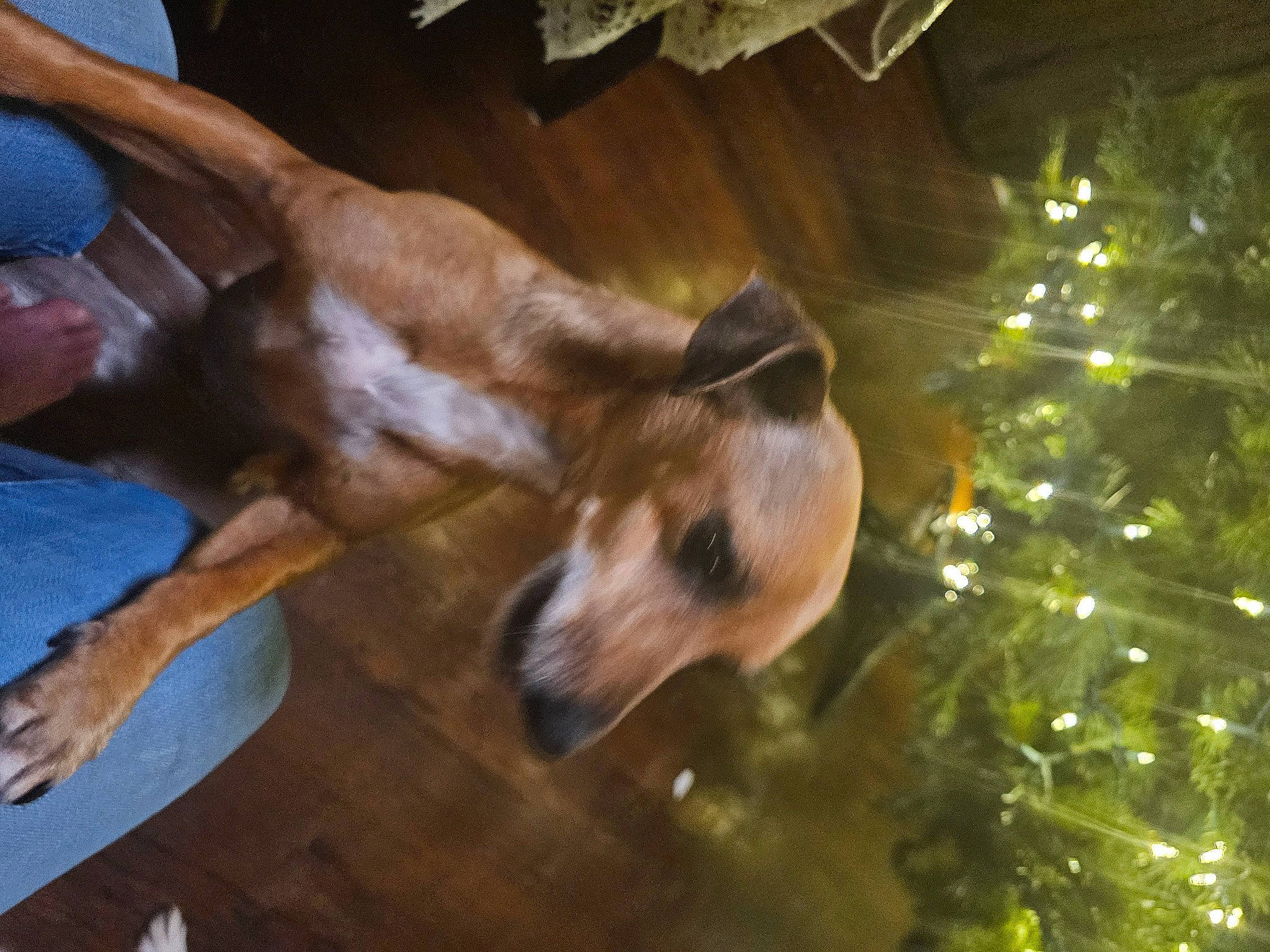 Roxy joined the competition — help win amazing prizes! canidae, carnivore, christmas_tree, companion_dog, conifer, dog, dog_breed, event, fawn, hat, holiday, plant, snout, sporting_group, sun_hat, tail, tree, vertebrate, wood, working_animal