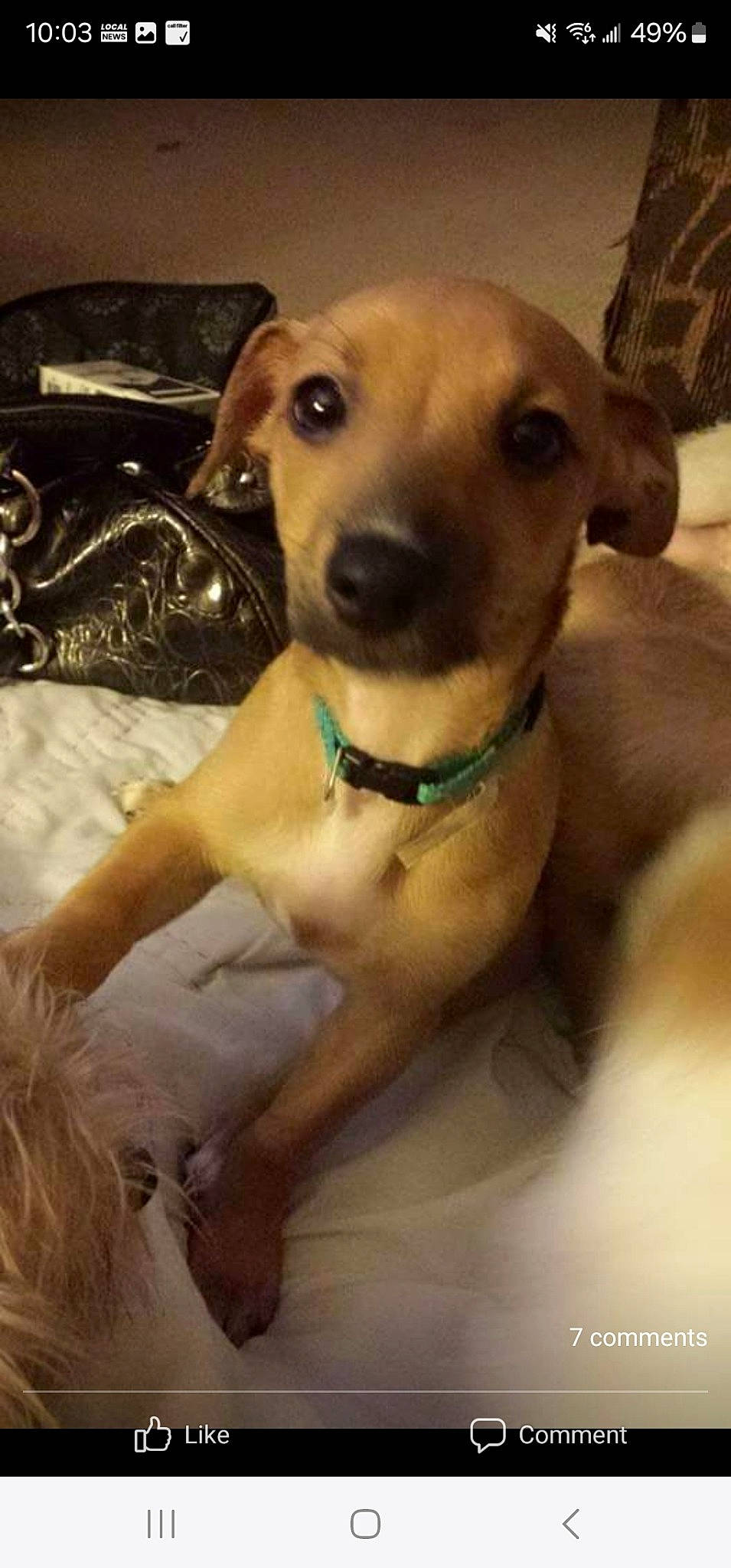 Roxy joined the competition — help win amazing prizes! canidae, carnivore, collar, companion_dog, dog, dog_breed, dog_collar, dog_supply, fawn, fur, guard_dog, pet_supply, puppy_love, selfie, sporting_group, street_dog, terrestrial_animal, toy_dog, whiskers, working_animal