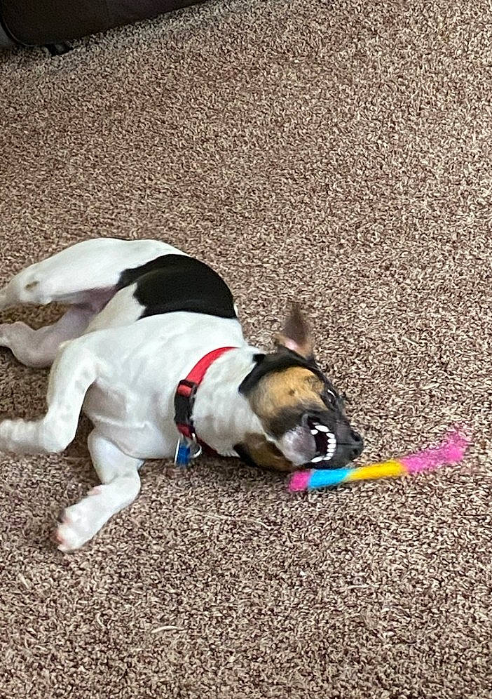 Zeus joined the competition — help win amazing prizes! asphalt, canidae, carnivore, collar, companion_dog, concrete, dog, dog_breed, dog_collar, dog_supply, fashion_accessory, fawn, leash, pet_supply, road_surface, snout, sporting_group, tail, vertebrate, working_animal