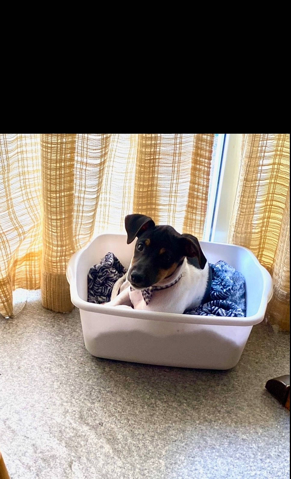 Zeus is registered to the contest to win money with this photo: carnivore, comfort, companion_dog, curtain, dog, dog_breed, dog_supply, fawn, flooring, hardwood, interior_design, linens, pattern, pet_supply, sitting, sporting_group, tints_and_shades, toy_dog, wood, working_animal