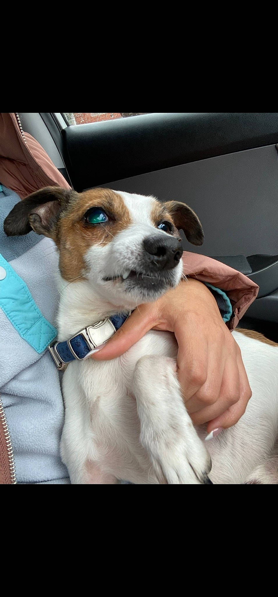 Jax is registered to the contest to win money with this photo: canidae, carnivore, collar, comfort, companion_dog, dog, dog_breed, dog_collar, dog_supply, fawn, fur, irishjacks, non_sporting_group, puppy, sporting_group, whiskers, working_animal