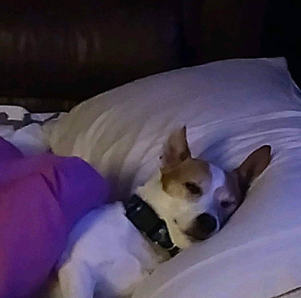 Rowdy is registered to the contest to win money with this photo: canidae, carnivore, collar, comfort, companion_dog, dog, dog_breed, dog_supply, ear, fawn, felidae, mammal, pet_supply, small_to_medium_sized_cats, snout, sporting_group, toy_dog, vertebrate, whiskers, working_animal