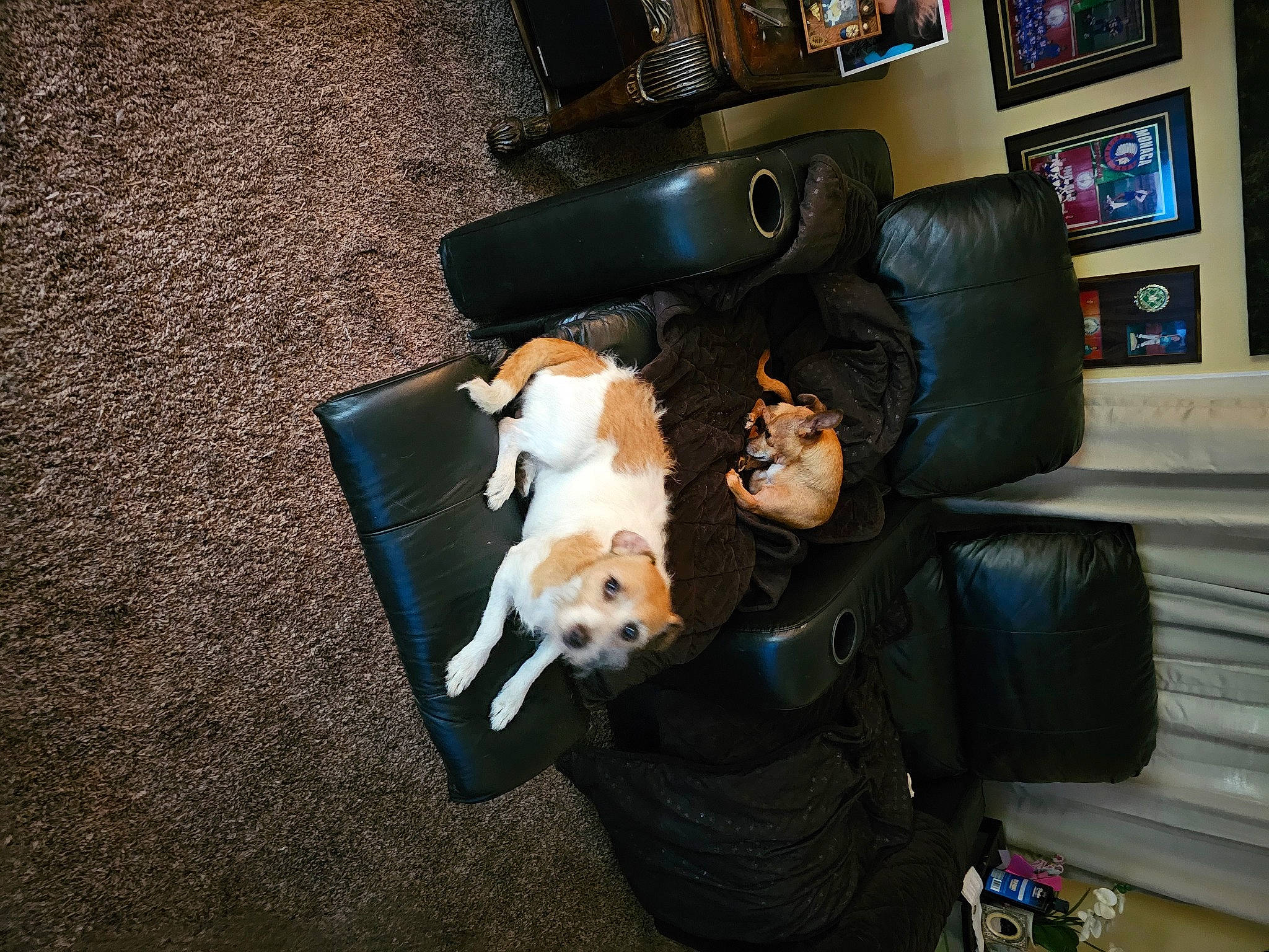 Ocho joined the competition — help win amazing prizes! audio_equipment, auto_part, automotive_design, automotive_tire, canidae, carnivore, chair, comfort, companion_dog, couch, dog, dog_breed, flooring, fur, picture_frame, sitting, sporting_group, television, toy, toy_dog