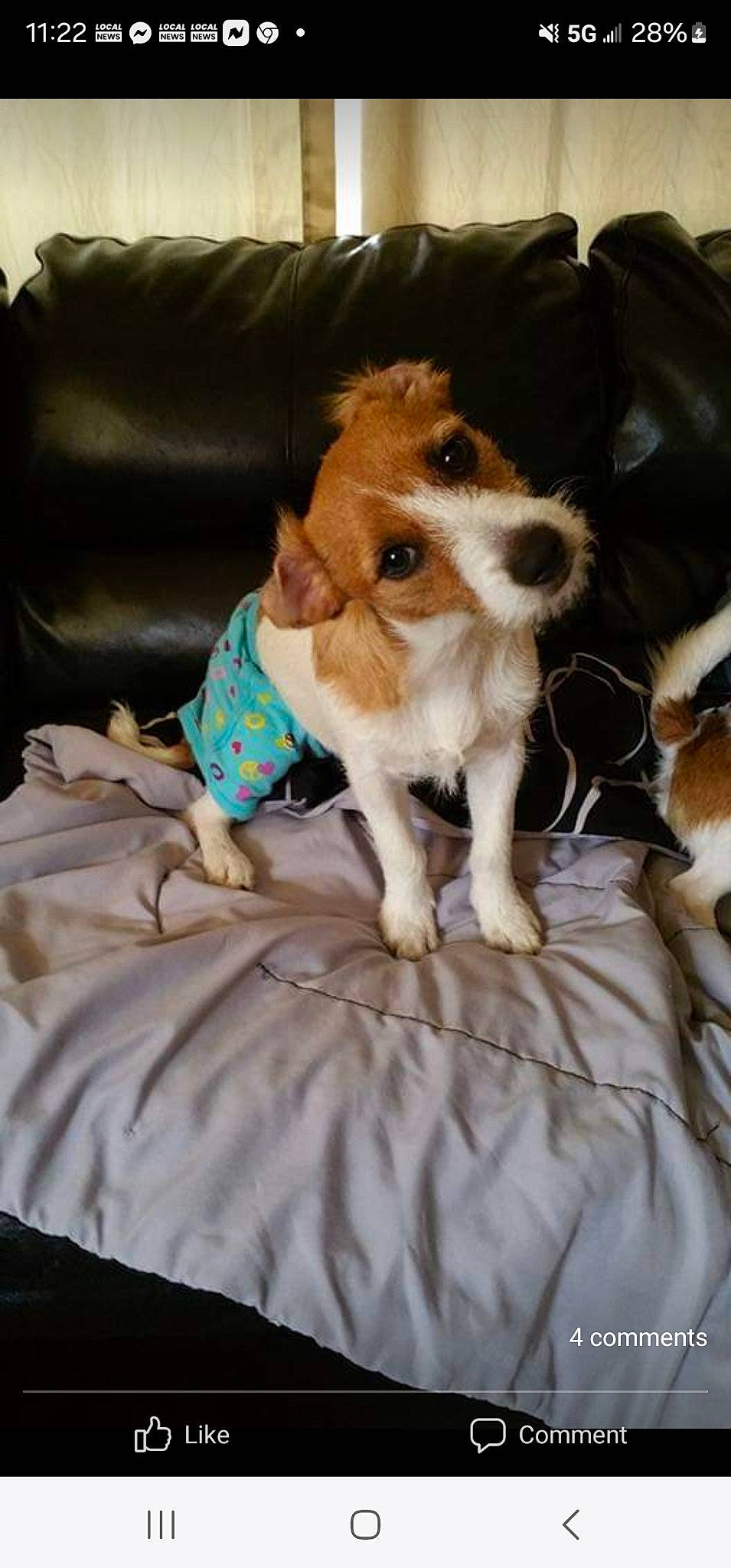 Ocho is registered to the contest to win money with this photo: canidae, carnivore, comfort, companion_dog, dog, dog_breed, dog_supply, fawn, fur, linens, paw, pet_supply, snout, sporting_group, stuffed_toy, terrier, toy, toy_dog, whiskers, working_animal