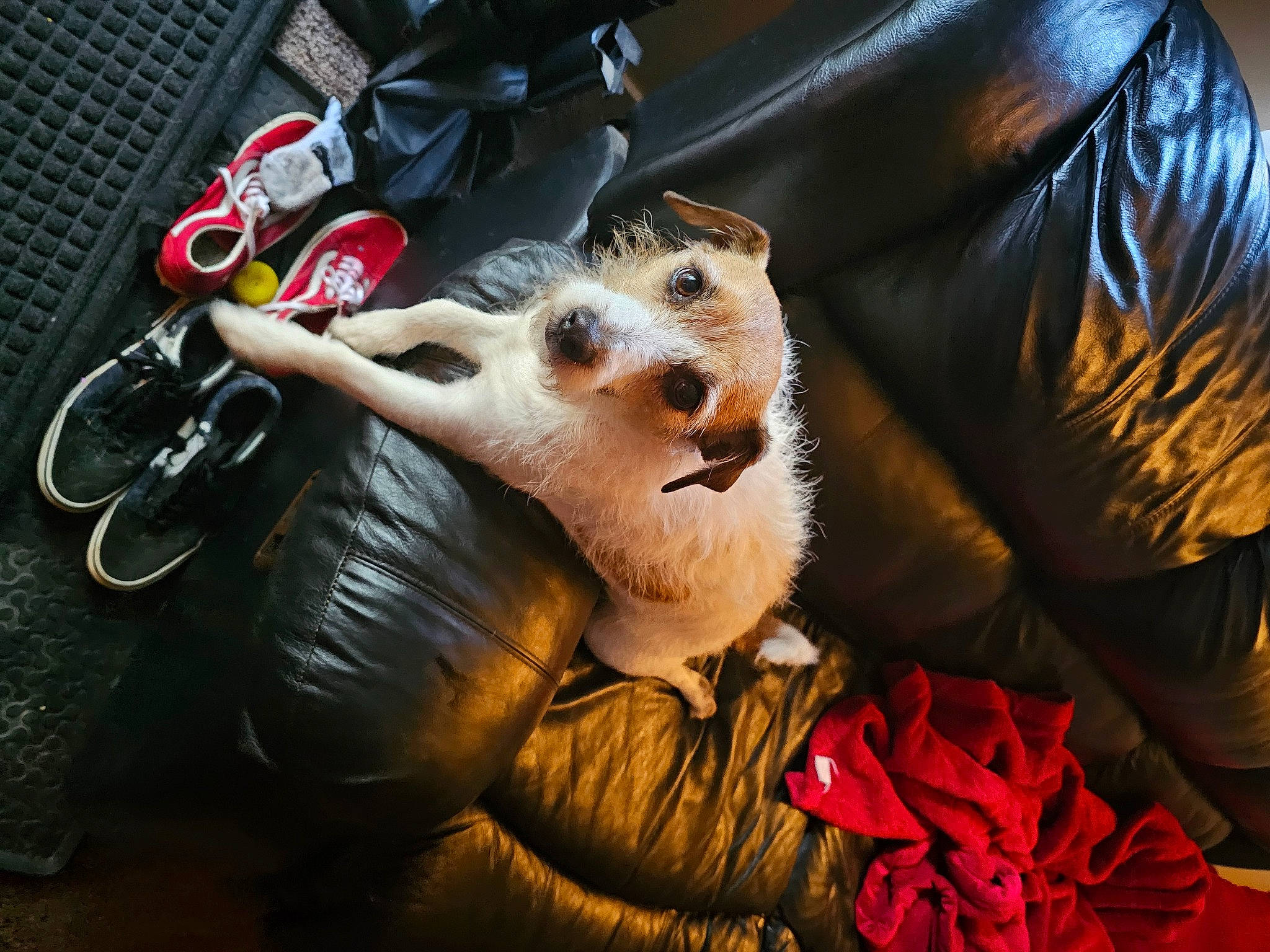 Ocho is registered to the contest to win money with this photo: audio_equipment, canidae, carmine, comfort, companion_dog, costume_hat, eyewear, fashion_accessory, flooring, fun, fur, hat, personal_protective_equipment, petal, rose, snout, stuffed_toy, sunglasses, toy, whiskers