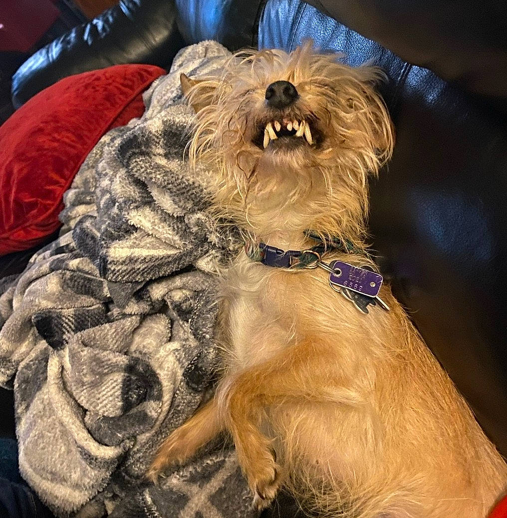 Zara joined the competition — help win amazing prizes! canidae, carnivore, collar, companion_dog, dog, dog_breed, dog_collar, fang, fawn, felidae, fur, liver, snout, spaniel, sporting_group, terrier, toy_dog, whiskers, working_animal, yawn