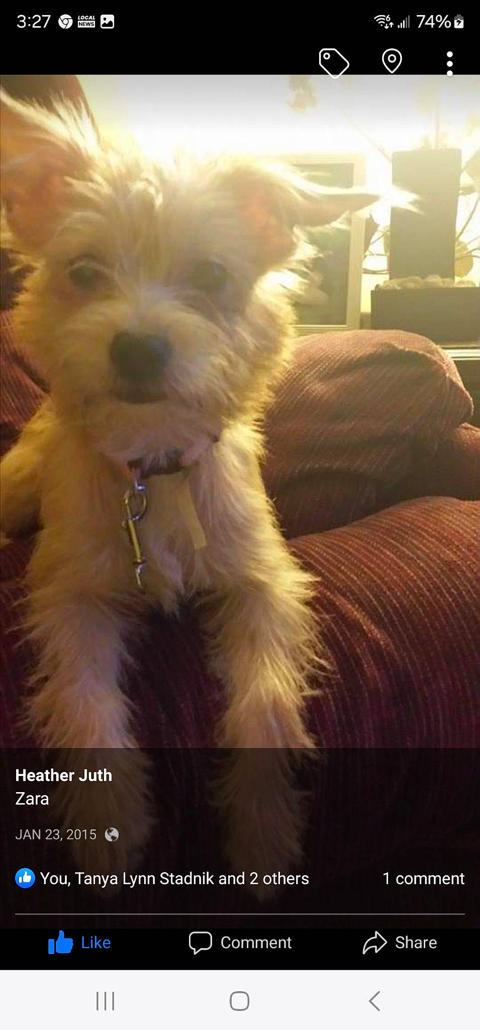 Zara is registered to the contest to win money with this photo: carnivore, cloud, comfort, companion_dog, dog, dog_breed, dog_collar, dog_supply, eyewear, fur, glasses, happy, small_terrier, smile, snout, sporting_group, sunglasses, terrier, toy_dog, working_animal