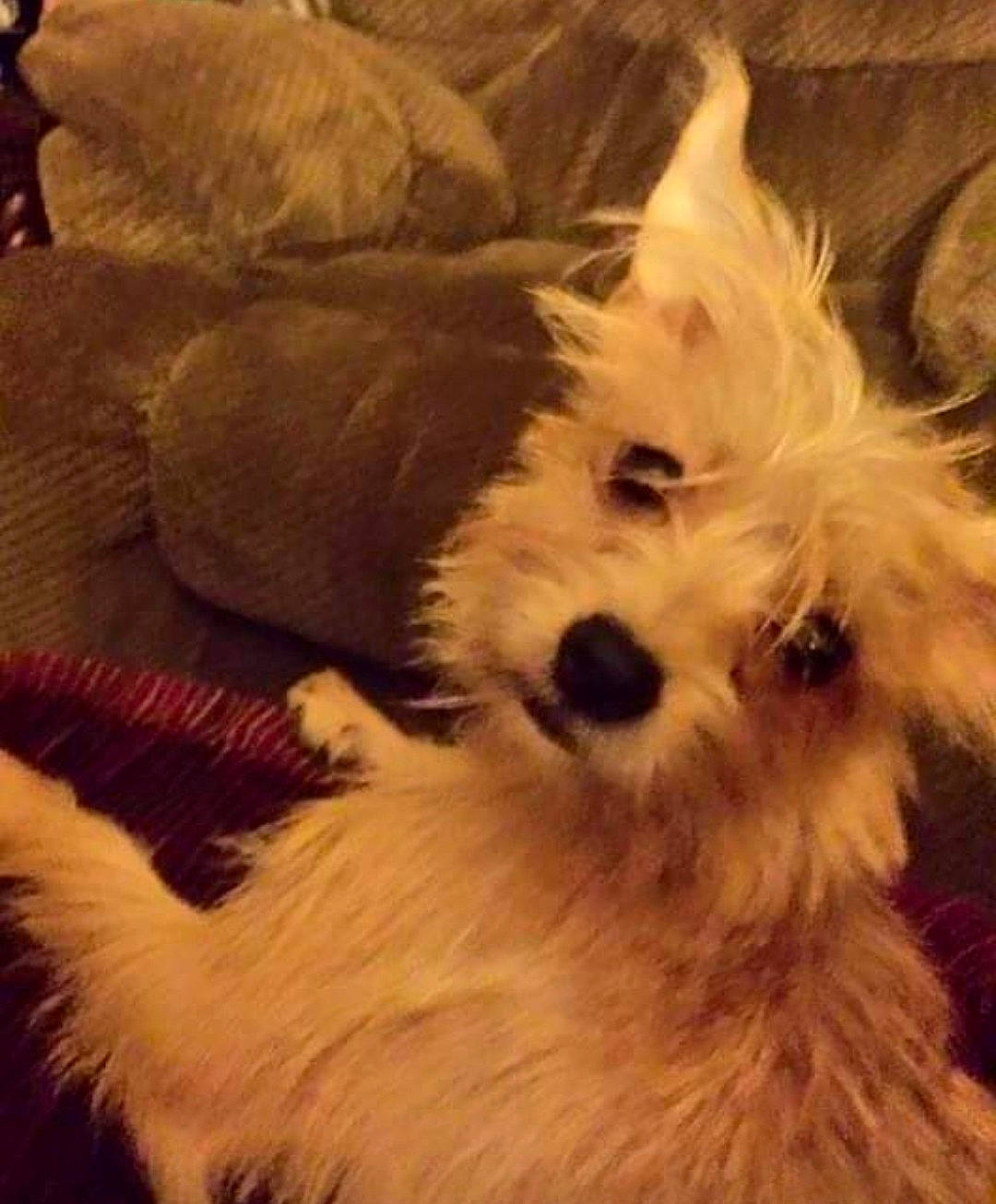 Zara joined the competition — help win amazing prizes! ancient_dog_breeds, canidae, carnivore, comfort, companion_dog, dog, dog_breed, fur, giant_dog_breed, maltepoo, non_sporting_group, puppy, small_terrier, snout, sporting_group, terrestrial_animal, terrier, toy_dog, whiskers, working_animal