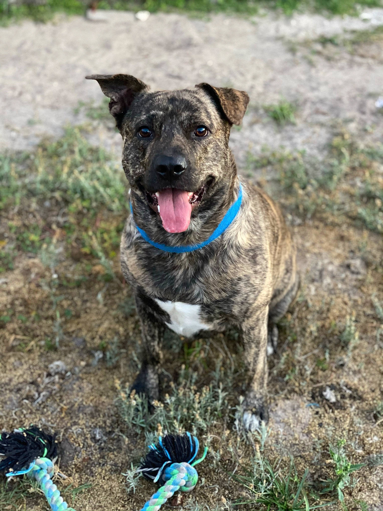 Bug is registered to the contest to win money with this photo: annual_plant, canidae, carnivore, collar, companion_dog, dog, dog_breed, dog_collar, electric_blue, fawn, grass, plant, snout, soil, sporting_group, terrestrial_animal, treeing_tennessee_brindle, whiskers, working_animal, working_dog