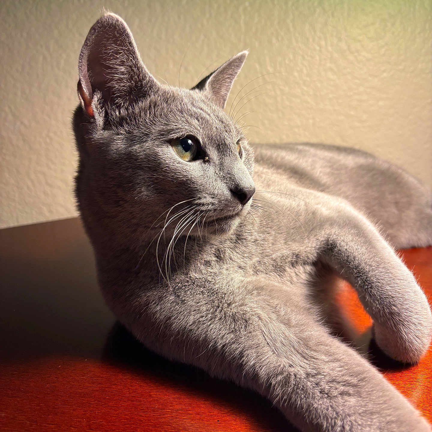 Blue Boo Rash is registered to the contest to win money with this photo: animal, calm, cat, close_up, curious, domestic_cat, ears, feline, fur, gray_cat, indoor, pet, portrait, relaxing, resting, side_view, soft_light, texture, whiskers, wooden_surface