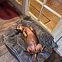 Elvis joined the competition — help win amazing prizes! animal, belly_up, blanket, brown_dog, canine, cozy, cute, dog, domestic, door, floor, glass_door, home, indoor, looking, lying_down, pet, pet_bed, relaxed, wooden_floor
