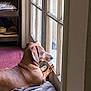 Elvis joined the competition — help win amazing prizes! animal, blanket, brown_dog, carpet, cozy, dachshund, daylight, dog, floor, furniture, home, indoor, looking_outside, natural_light, pet, quiet, relaxation, resting, window, wooden_window