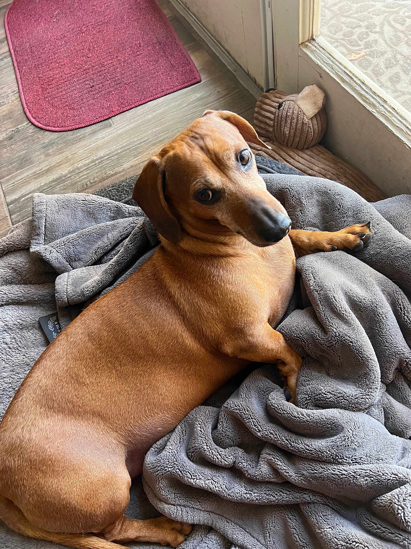 Elvis