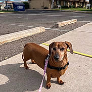 Elvis joined the competition — help win amazing prizes! animal, blue_sky, canine, companion, concrete, curb, dachshund, daytime, dog, house, leash, outdoor, parking_lot, pet, residential_area, shadow, sidewalk, sunny, tree, walking