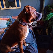 Moe is registered to the contest to win money with this photo: bed, blanket, brown_dog, collar, cozy, digital_clock, dog, fan, floor, furniture, indoor, looking, mirror, pet, pillow, plant, relaxed, room, side_view, wall