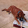 Moe is registered to the contest to win money with this photo: animal, brown_dog, canine, chewing, collar, collar_blue, concrete_floor, dog, ears, floor, indoor, laying_down, paw, pet, playful, relaxed, rope_toy, rug, snout, toy