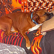 Moe joined the competition — help win amazing prizes! black, blanket, brown_dog, collar, comfort, couch, cozy, dog, fabric, harley_davidson, indoor, orange, pattern, pet, pillow, red, relaxation, resting, sleeping, white