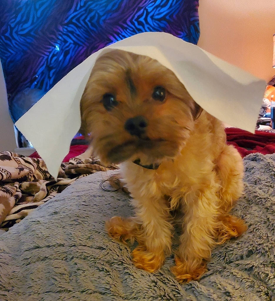 Brutus is registered to the contest to win money with this photo: canidae, carnivore, companion_dog, dog, dog_breed, dog_clothes, dog_supply, fawn, flooring, fur, hat, maltepoo, small_terrier, snout, soil, sporting_group, terrier, toy_dog, working_animal, yorkipoo