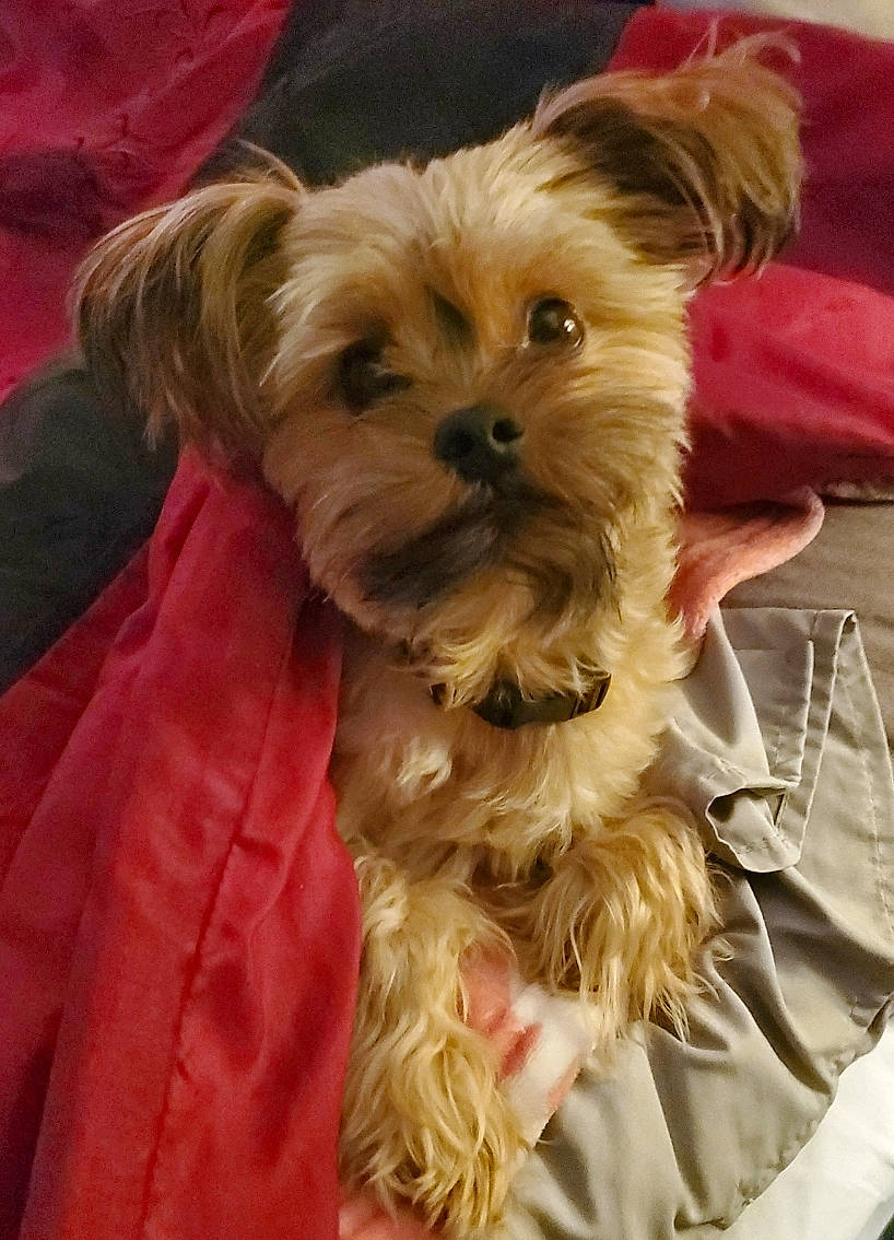 Brutus joined the competition — help win amazing prizes! canidae, carnivore, companion_dog, dog, dog_breed, dog_clothes, dog_supply, fawn, fur, liver, maltepoo, pet_supply, puppy_love, small_terrier, snout, sporting_group, terrier, toy_dog, working_animal, yorkipoo