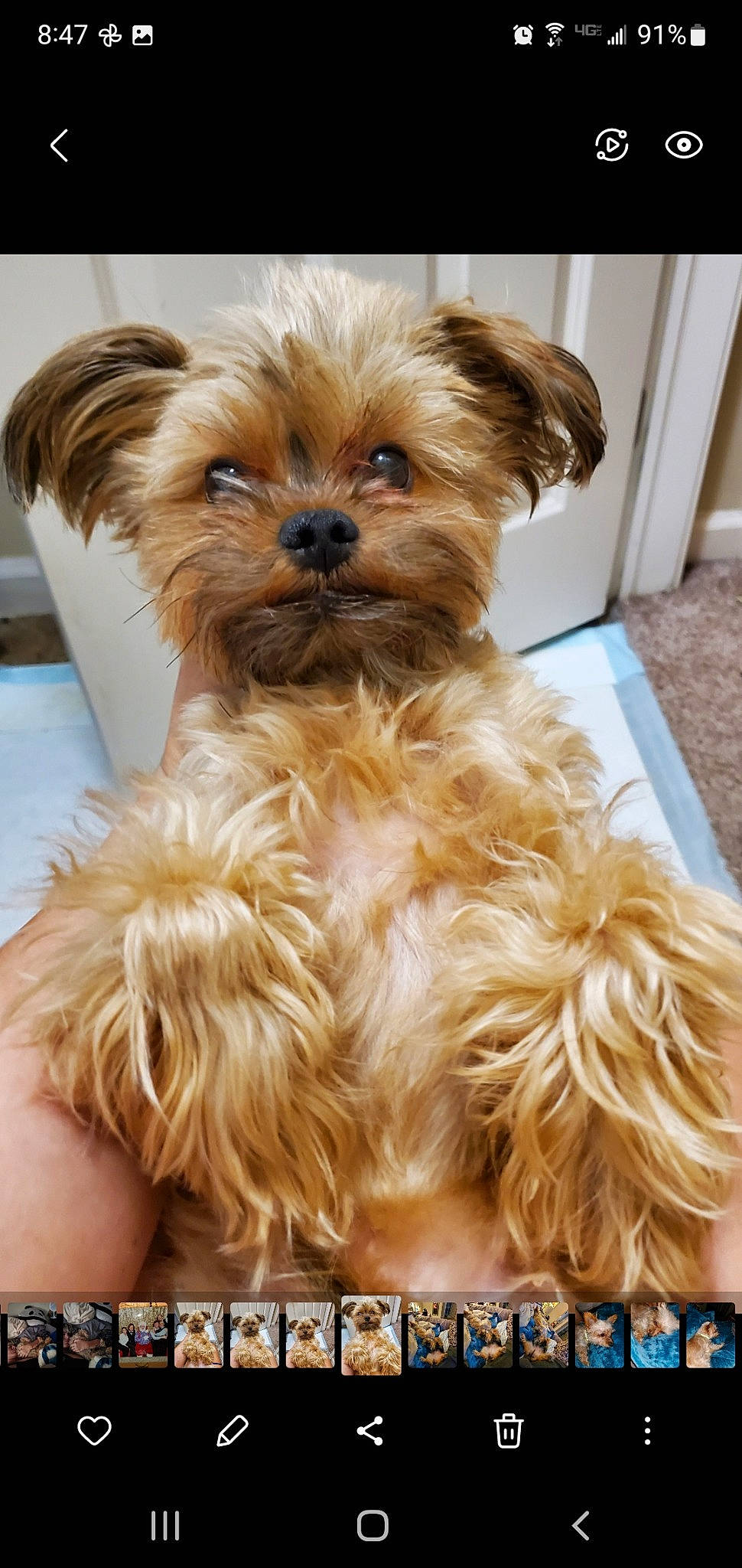 Brutus is registered to the contest to win money with this photo: biewer_terrier, canidae, carnivore, companion_dog, dog, dog_breed, dog_supply, fawn, flooring, fur, liver, maltepoo, pet_supply, small_terrier, snout, sporting_group, terrier, toy_dog, working_animal, yorkipoo