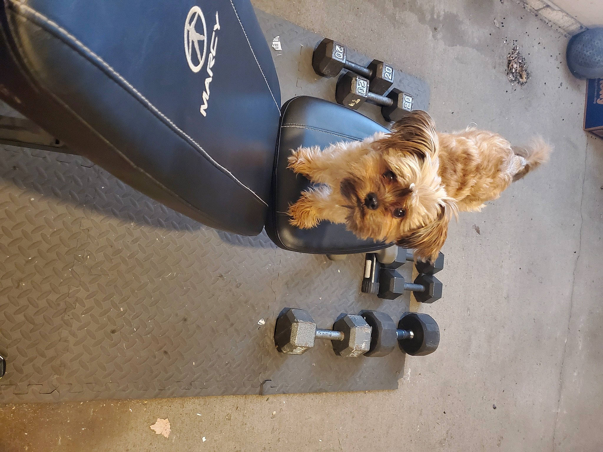 Brutus joined the competition — help win amazing prizes! asphalt, auto_part, automotive_exterior, automotive_lighting, automotive_tire, bumper, carnivore, concrete, dog, dog_breed, fender, gas, hood, machine, motor_vehicle, road_surface, snout, vehicle_door, windscreen_wiper, windshield