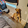 dog, bone_toy, carpet, wall, window, curtain, trash_can, bedspread, indoor, pet, canine, floor, furniture, light, shadow, room, obedient, toy, brown_dog, happy_dog
