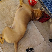 Harleyd joined the competition — help win amazing prizes! carpet, checkerboard_pattern, cozy, dog, ear, fabric, floor, furniture_leg, home, indoor, light_brown, pet, plush_toy, red_toy, relaxed, resting, slipper, tail, tan_dog, toy