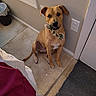 Harleyd is registered to the contest to win money with this photo: dog, tan_dog, rope_toy, carpet, indoor, wall, power_outlet, waste_bin, bed, pet, animal, sitting, playful, looking_at_camera, ears_up, toy_in_mouth, floor, home, cute, obedient