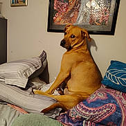 Harleyd is registered to the contest to win money with this photo: dog, bed, pillow, blanket, indoor, pet, canine, looking_back, furniture, home, decor, colorful, cozy, resting, animal, brown_dog, portrait, wall_art, curious, domestic