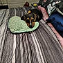 Cletus is registered to the contest to win money with this photo: animal, bed, black_and_tan, blanket, comfort, cozy, cute, dog, fur, head, heart_shaped_pillow, home, indoor, pet, pillow, puppy, resting, sleepy, soft, striped_bedspread