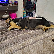 Cletus is registered to the contest to win money with this photo: bags, bed, black_and_tan_dog, blanket, bottles, clutter, comfort, dog, fabric, furniture, harness, indoor, napping, paw, relaxation, resting, sleeping, striped_bedspread, television, wall