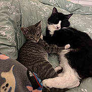 Simba joined the competition — help win amazing prizes! cat, tabby_cat, tuxedo_cat, pets, bed, bedding, blanket, snuggling, indoor, feline, animal, resting, cute, cozy, comfort, fur, whiskers, sleeping, household, companion