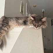 Gnocchi is registered to the contest to win money with this photo: animal, cat, cozy, door, fluffy, fur, gray_cat, hallway, home, indoor, long_hair, napping, pet, quiet, railing, relaxed, resting, sleeping, stairs, wall