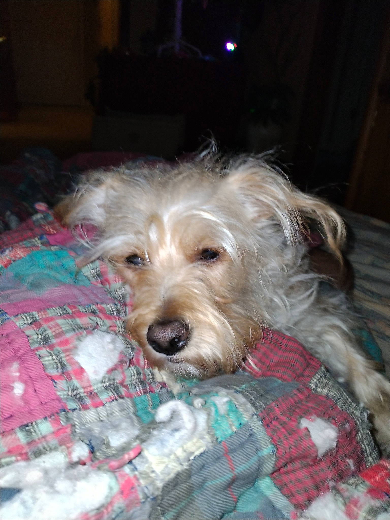 Bella is registered to the contest to win money with this photo: canidae, carnivore, comfort, companion_dog, dog, dog_breed, dog_supply, fur, maltepoo, pattern, plaid, poodle_crossbreed, small_terrier, snout, sporting_group, tartan, terrier, toy_dog, water_dog, yorkipoo