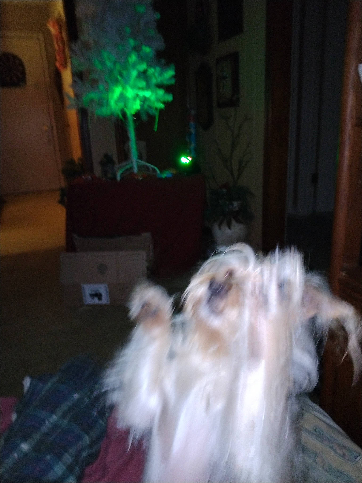 Bella joined the competition — help win amazing prizes! comfort, companion_dog, darkness, dog_breed, door, event, feather, felidae, flooring, fur, hardwood, linens, night, plant, room, small_to_medium_sized_cats, tail, whiskers, wood