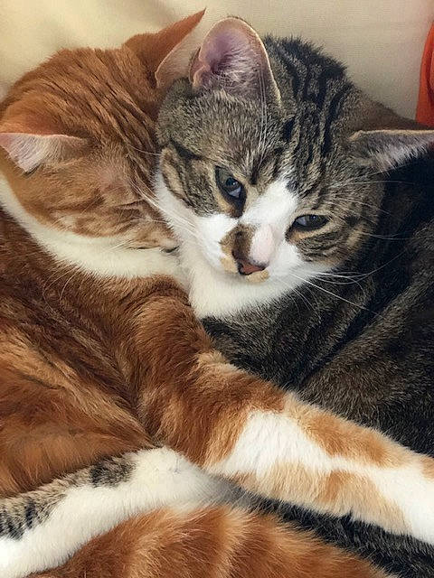 Pitchou Et Panache a rejoint le concours — aidez-le/la à gagner de superbes lots ! balloon, carnivore, cat, claw, comfort, domestic_short_haired_cat, eye, felidae, fur, paw, sitting, small_to_medium_sized_cats, snout, tail, terrestrial_animal, whiskers