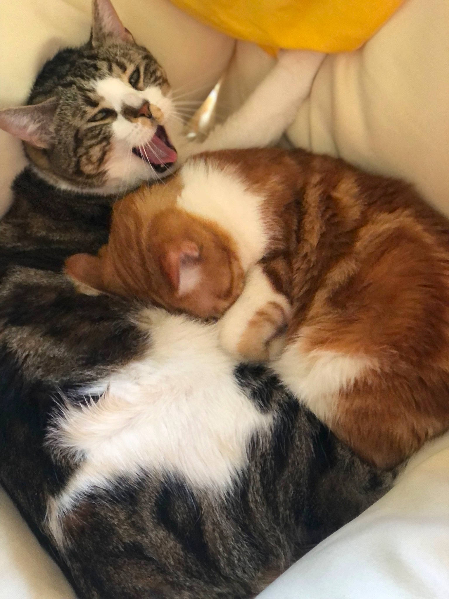 Pitchou Et Panache participe au concours pour gagner de l'argent avec cette photo : carnivore, cat, claw, comfort, domestic_short_haired_cat, fawn, felidae, fur, nap, paw, sleep, small_to_medium_sized_cats, snout, tail, vertebrate, whiskers