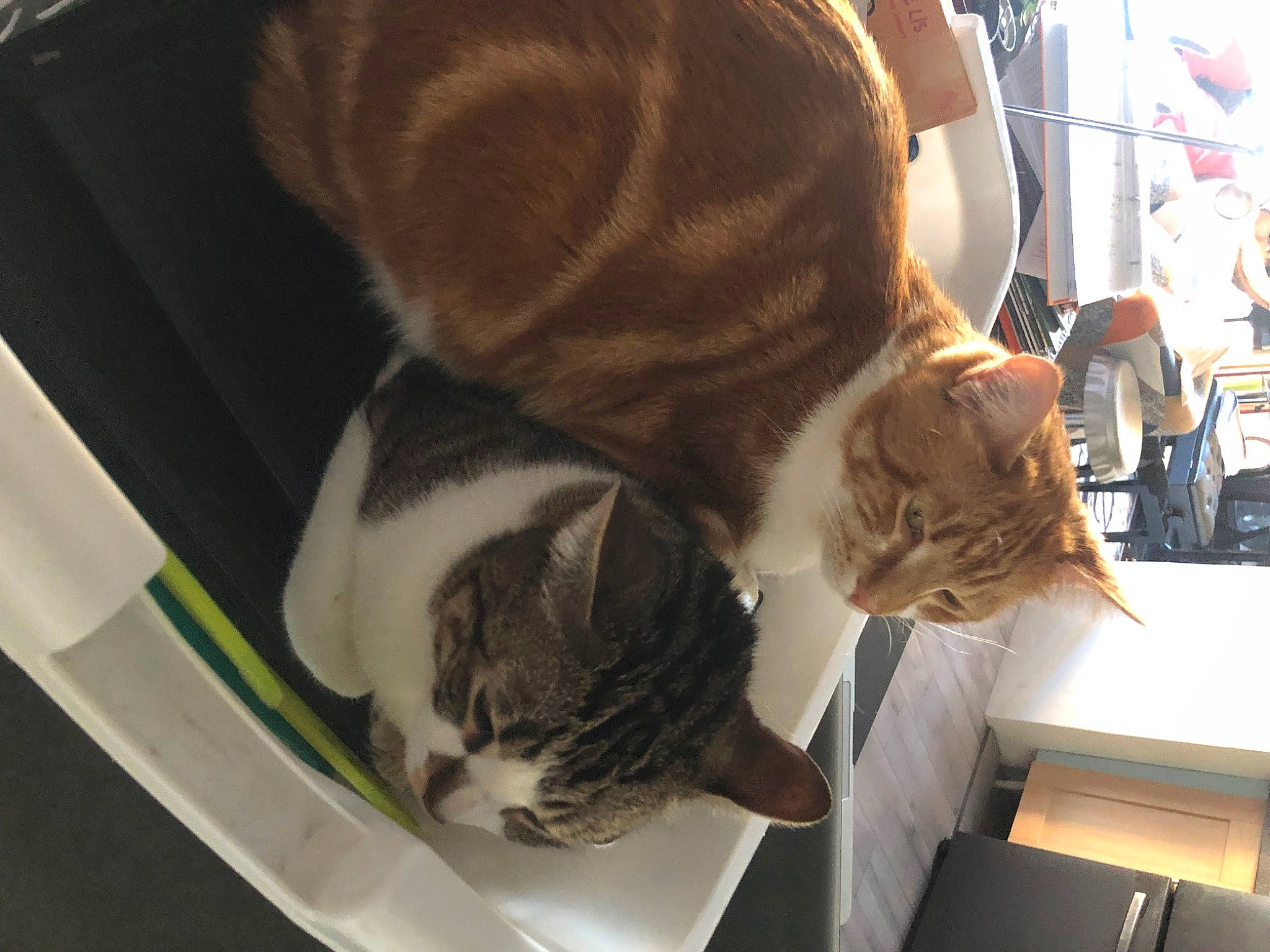 Pitchou Et Panache a rejoint le concours — aidez-le/la à gagner de superbes lots ! carnivore, cat, comfort, companion_dog, domestic_short_haired_cat, felidae, flooring, fur, hardwood, lap, paw, small_to_medium_sized_cats, tail, whiskers, wood