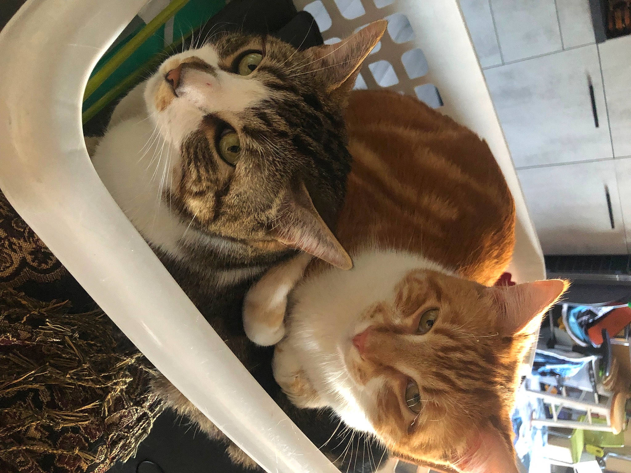 Pitchou Et Panache a rejoint le concours — aidez-le/la à gagner de superbes lots ! animal_shelter, automotive_tire, carnivore, cat, cat_supply, comfort, domestic_short_haired_cat, felidae, flowerpot, fur, grass, paw, pet_supply, plant, small_to_medium_sized_cats, tail, terrestrial_animal, vertebrate, whiskers, wood