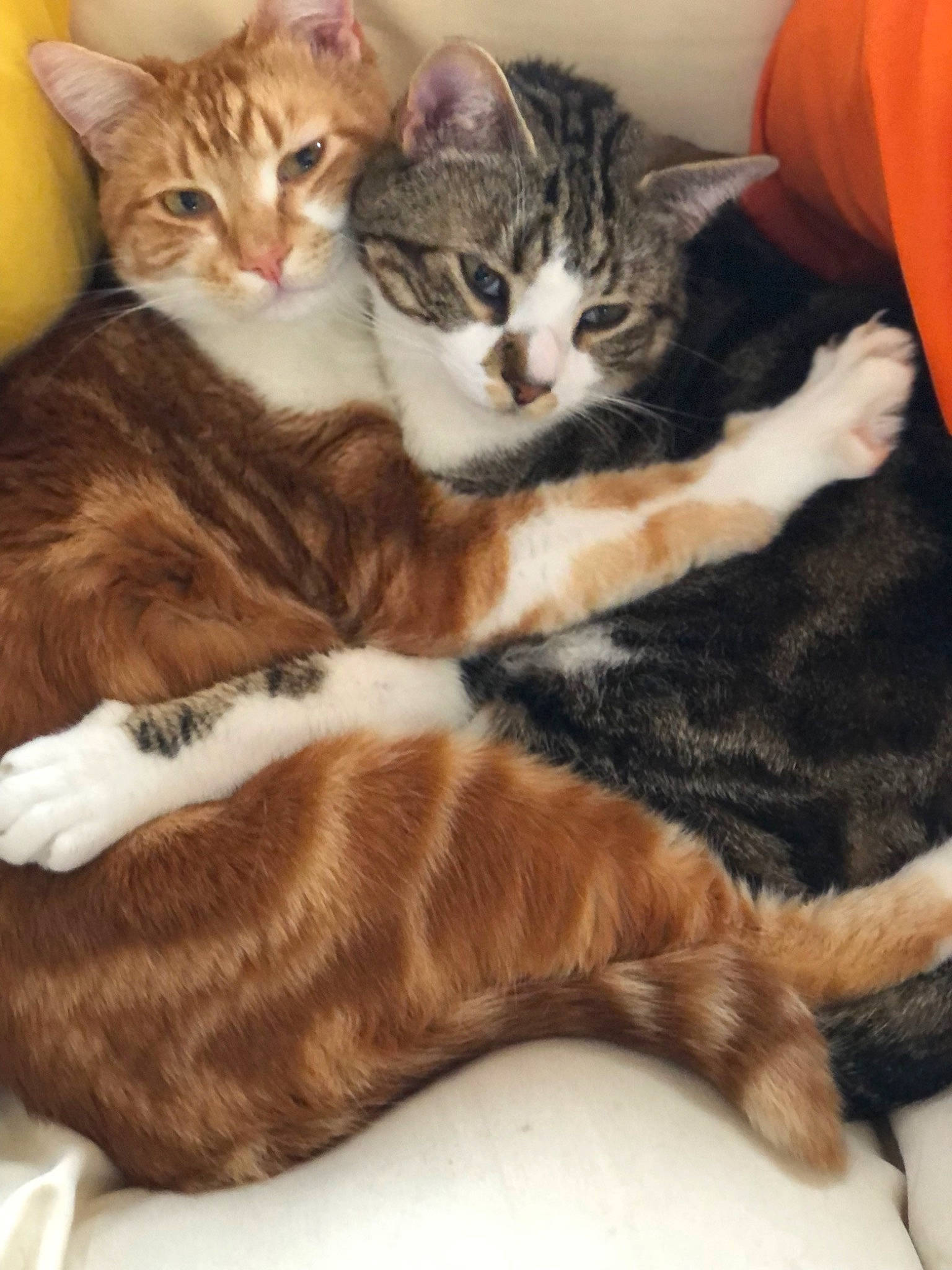 Pitchou Et Panache participe au concours pour gagner de l'argent avec cette photo : bean_bag, bed, carnivore, cat, claw, comfort, domestic_short_haired_cat, fawn, felidae, fur, nap, paw, sleep, small_to_medium_sized_cats, tail, whiskers