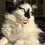 cat, feline, black_and_white, fluffy, yellow_eyes, whiskers, indoor, sunlight, close_up, pet, domestic_cat, fur, soft_texture, relaxed, animal, portrait, cute, paw, resting, cozy